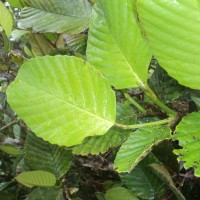 Schumacheria alnifolia Hook.f. & Thomson